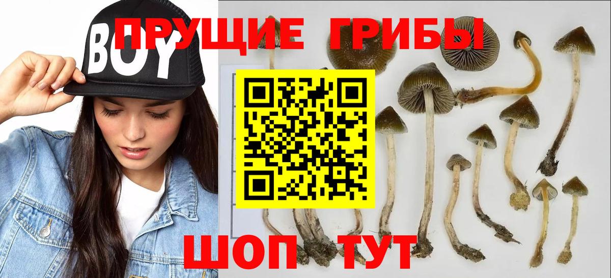 Кировск  наркота  Вход с VPN  Псилоцибиновые грибы мицелий 